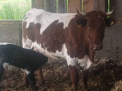 Bio Pinzgauer Jungkuh mit Stierkalb