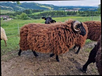 Bild 3:Waldschaf Widder