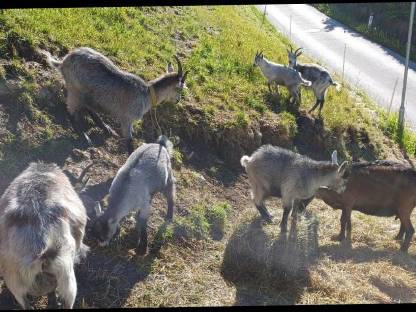 Bild 4:Pinzgauer Blobe Bockkitze Mischung bio