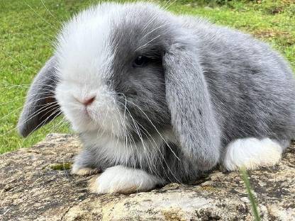 Bild 4:Baby Hasen Mini Lop