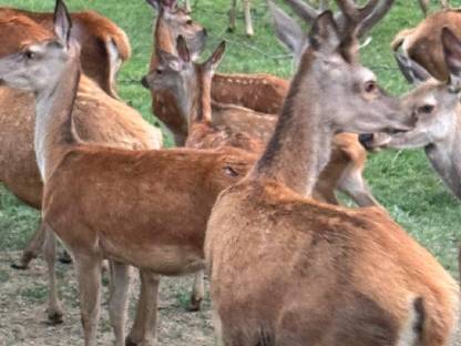 Bild 8:Rothirsch Zuchthirsche