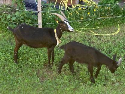 Bild 2:Ziege mit Bockkitz