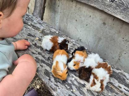 Junge Meerschweinchen