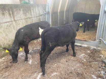 Holstein extreme