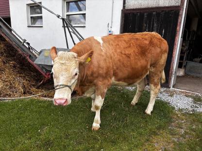 Trächtige Fleckviehkalbin