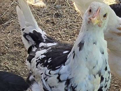 Dänisch Leghorn 1:1 von 2025