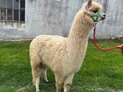 Bild 6:Alpaka Junghengste
