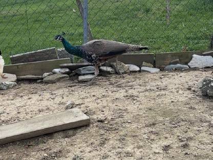 Bild 3:Pfau