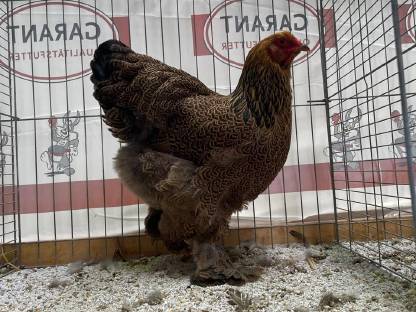 Brahma Hennen