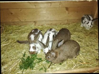 Bild 3:Verkaufe Kaninchen
