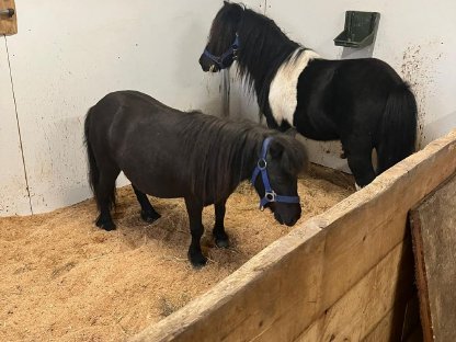 Bild 3:Mini Pony schwarz