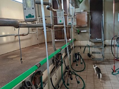 Melkstand, Sensorfütterung