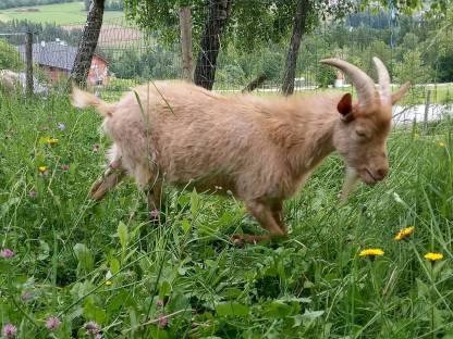Ziegenbock