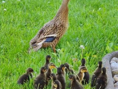 Ente mit 15 Küken