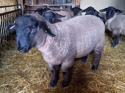 Bild 2:Suffolk-Bocklämmer