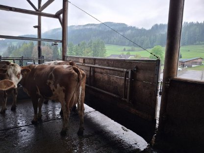 Bild 3:FV-Trächtig