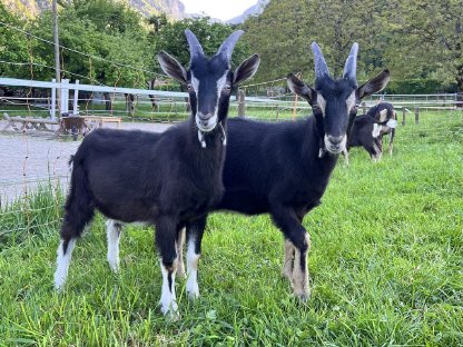 5 Pi-Strahlenziegen Bockkitze