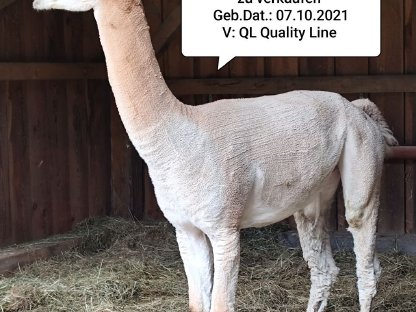 Alpakas und Deckhengste