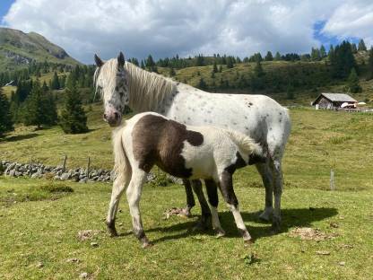 Tigerpony Stute
