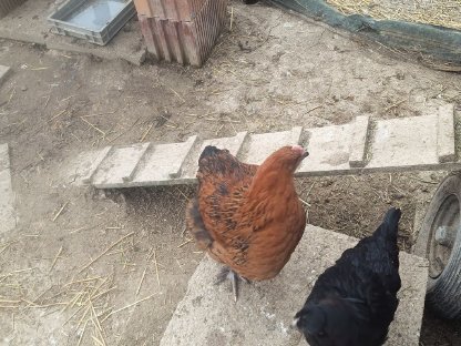 Hähne zu vergeben