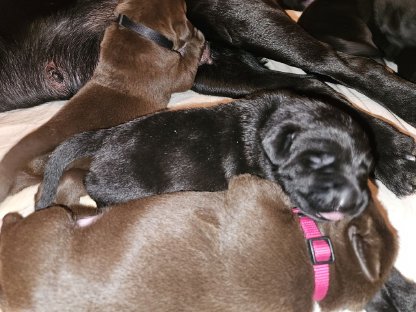 Bild 6:Labrador Retriever