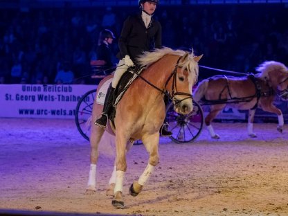 Schicker, sportiver Haflingerwallach zu verkaufen
