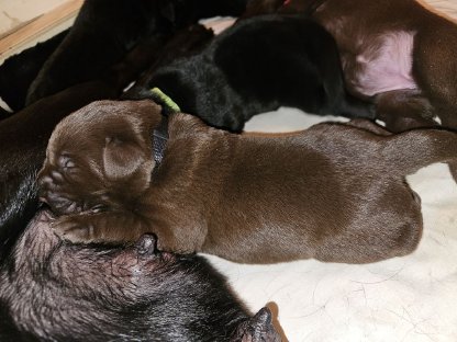 Bild 4:Labrador Retriever