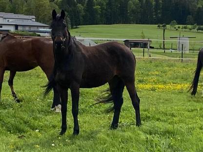 Bild 2:Trakehner sucht ein neues Zuhause