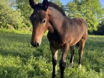 Bild 3:Norikerhengstfohlen