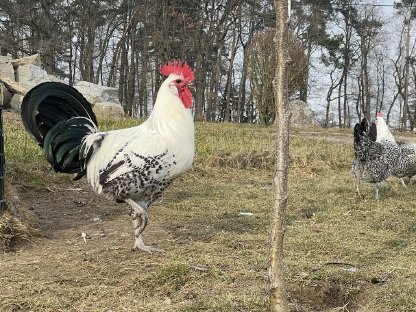 Jungtiere Bresse gauloise grise