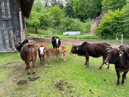 Zwerg-Zebu