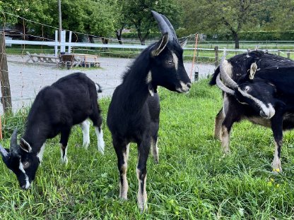 Bild 3:5 Pi-Strahlenziegen Bockkitze