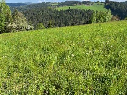 Bio-Wiese/-Gras zu verschenken (5 ha)