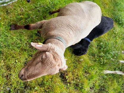 Jura Schafbock