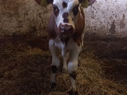 Bild 2:Bio FV×NM Stierkalb