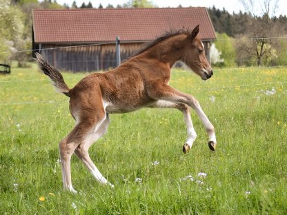 Bild 5:Reitpony Hengstfohlen Nesquik SP