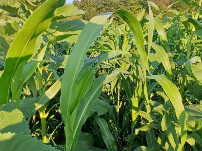 Suche Ackerland, Grünland und Wald zu Pachten oder zu kaufen