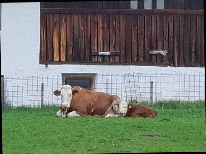 Suche Kühe in Milch