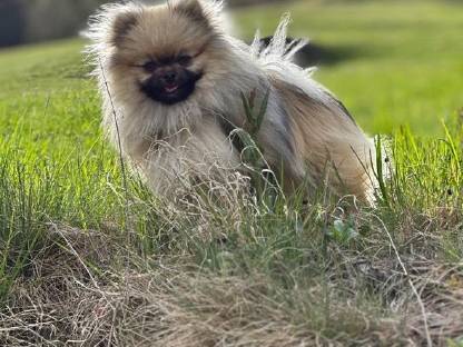 Bild 3:Zwergspitz Welpen