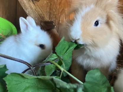 Bild 7:Kaninchen