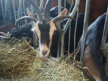 Vierhorn-Ziegenkitz weibliche und Böcke