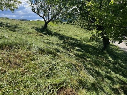 Bild 2:Weidefläche - Grünland ca. 0,7 ha in Gratkorn