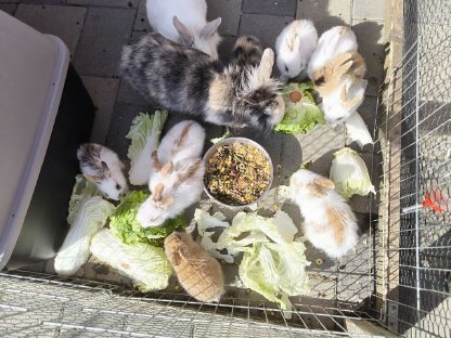 Bild 8:Kaninchen
