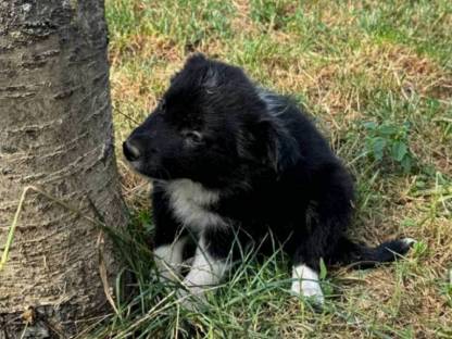 Reinrassige Border Collie Welpen abzugeben
