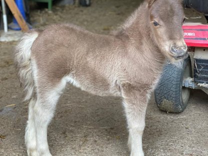 Pony Hengstfohlen