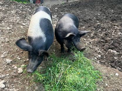 Verkaufe Schweine