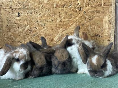 Bild 8:Zwergkaninchen