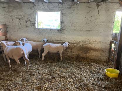 Merino, Widder, Bio