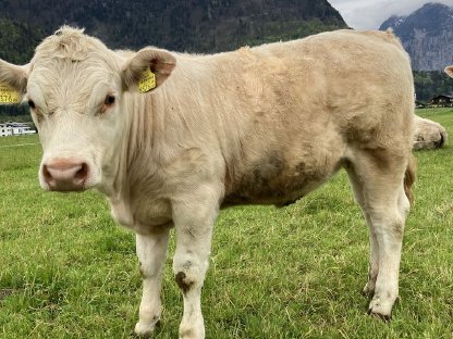 Charolaiskalbinnen BIO