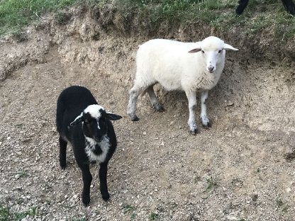 Bild 2:Krainer Steinschafbocklamm - NICHT zur Schlachtung